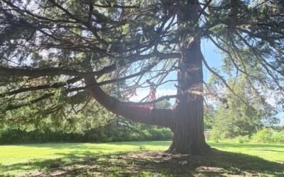 Stories from a Wheel of Consent Retreat for Erotic Touch Providers