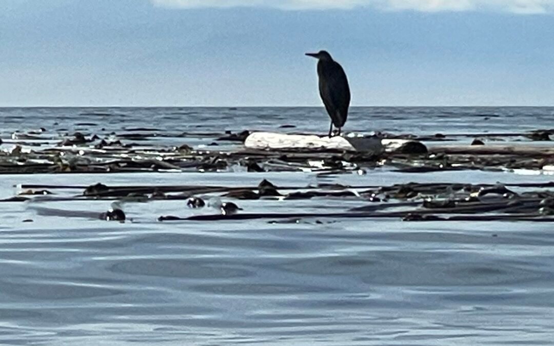 Surfing Blue Heron on the West Coast