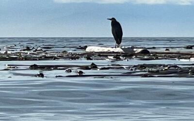 Summer Reflections: Coming Home to the West Coast